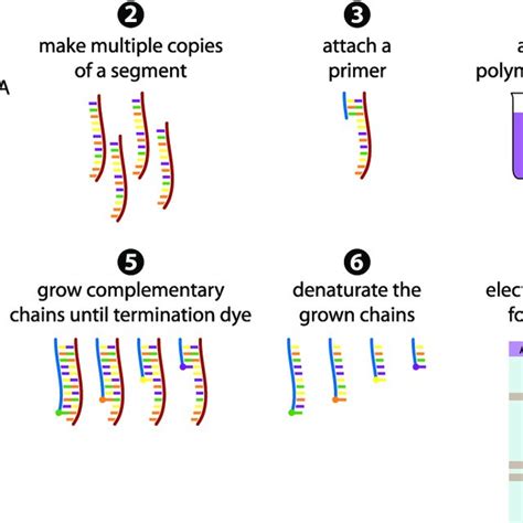 2 The Sanger sequencing method in 7 steps. (1) The dsDNA fragment is ...