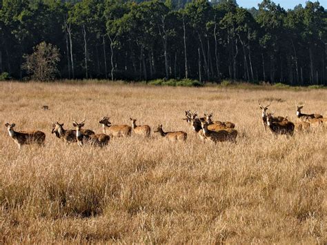 Corbett National Park | Location, Wildlife & Project Tiger | Britannica