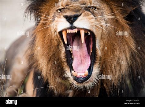 Angry lion hi-res stock photography and images - Alamy