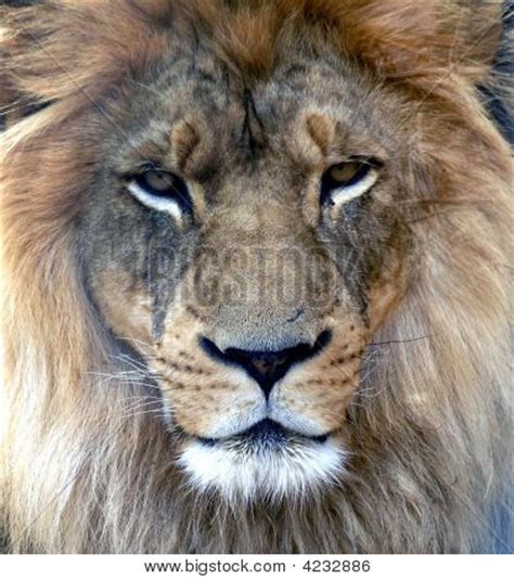 Lion Face Close Image & Photo (Free Trial) | Bigstock