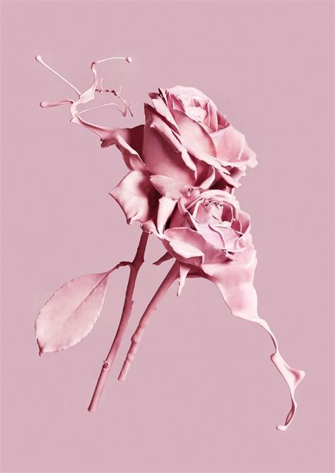 Roses Aesthetic Wallpaper