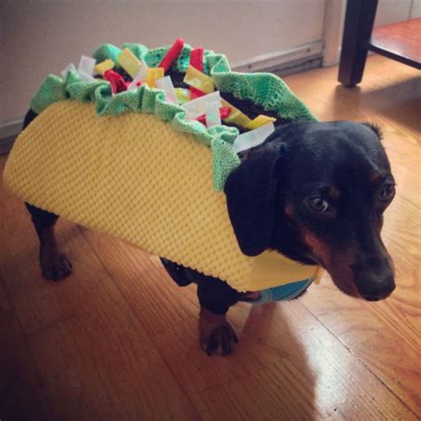 13 best Wiener Dog Costumes images on Pinterest | Dog costumes ...