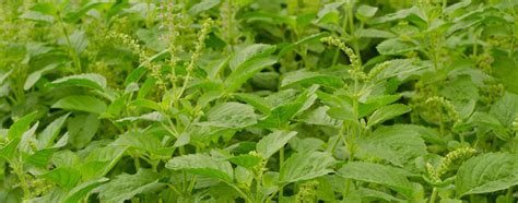 Holy Basil Essential Oil Uses and Benefits | AromaWeb