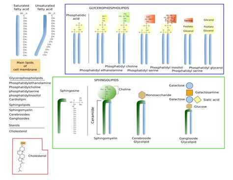 What Are The 3 Types Of Lipids | Sitelip.org