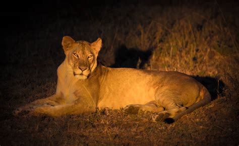 A night safari in the Mara Bushtops Conservancy | Bushtops Camps