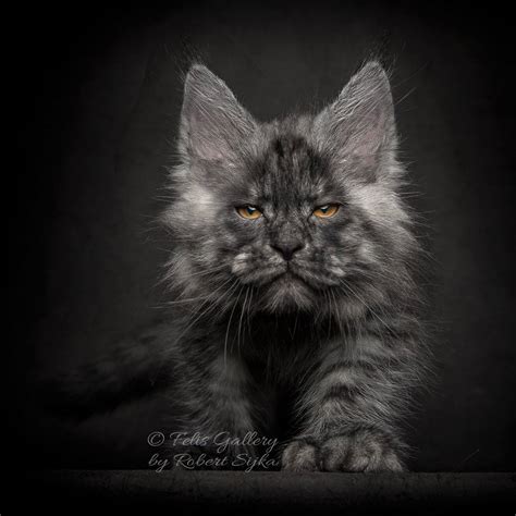 What Are the Most Common Colors of Maine Coon Cat? - MaineCoon.org