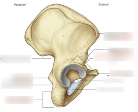 Diagram of Anatomy of the Hip | Quizlet