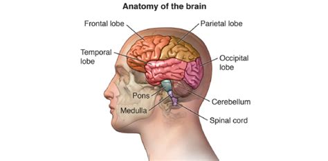 The Brain Anatomy Quiz: Trivia Facts! | Attempts: 1193 - Trivia & Questions