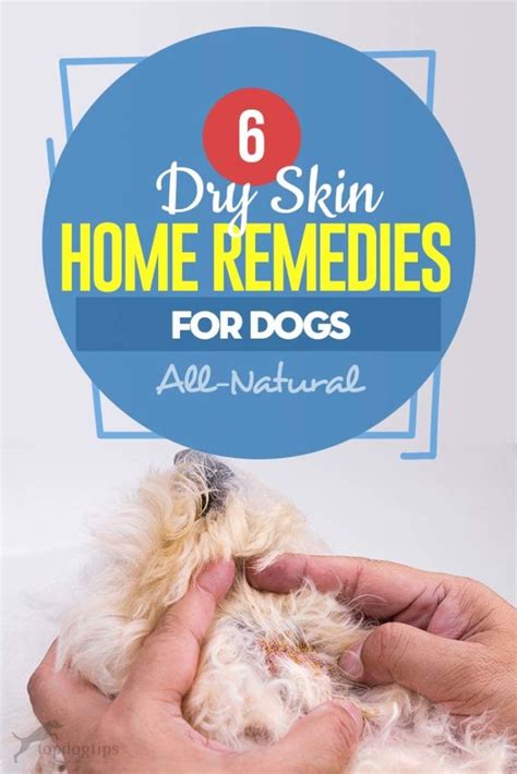 6 Recommended Dog Dry Skin Home Remedy Options (All-Natural)