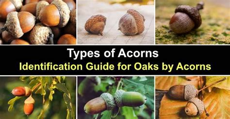 Acorn Tree Types: Identification Guide With Growing Zones, 45% OFF