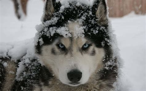 Siberian Husky Snow Wallpaper