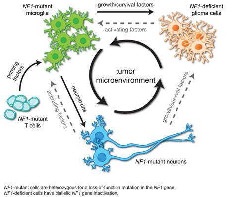 Cancer Immunology | Gutmann Research Laboratory | Washington University ...