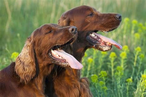 Dog Mouth Sores Treatment - img-tootles