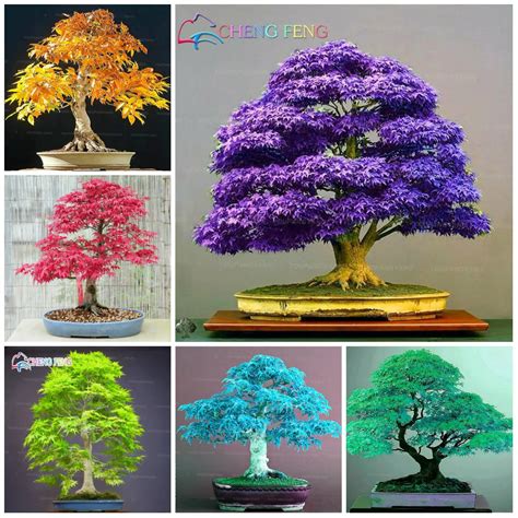 20pcs rare Purple blue Ghost Japanese Maple Tree bonsai flower plants ...