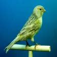 Canaries Bird Sounds สำหรับ Android - ดาวน์โหลด