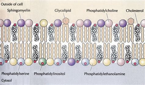 Plasma Membrane Structure & Function - Biology Ease