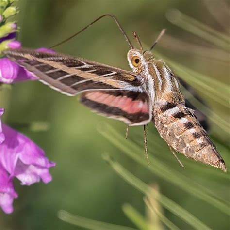 19 Common MOTHS in California (2023) - Bird Watching HQ