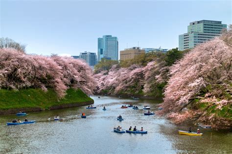 Cherry blossoms in Japan 8 - Living + Nomads – Travel tips, Guides ...