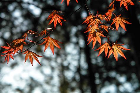 Autumn Leaves Orange 4k Wallpaper,HD Nature Wallpapers,4k Wallpapers ...