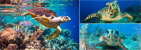 Sea Turtle Conservation Projects | The Great Projects