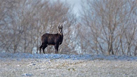 Chamois Goat-Antelope Wild Animal - Free photo on Pixabay - Pixabay