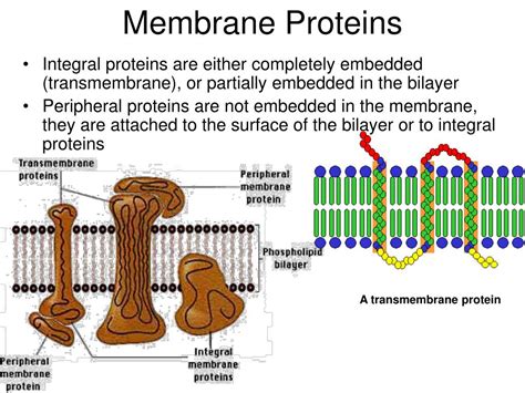 PPT - Membrane Structure and Function PowerPoint Presentation, free ...