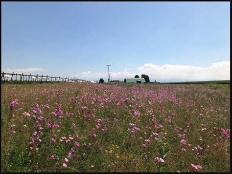 Seed Mix - PIERCE CONSERVATION DISTRICT ANNUAL NATIVE PLANT SALE