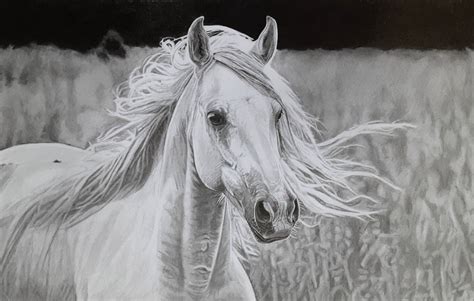 Pencil drawing of a horse by Robb-Scott-drawings on DeviantArt