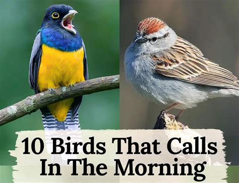 The Dawn Chorus: A Guide to 10 Birds That Sing Before Sunrise - The ...