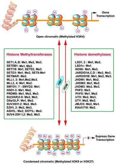 Histone Methylation in Neurodegenerative Disorders | Encyclopedia MDPI