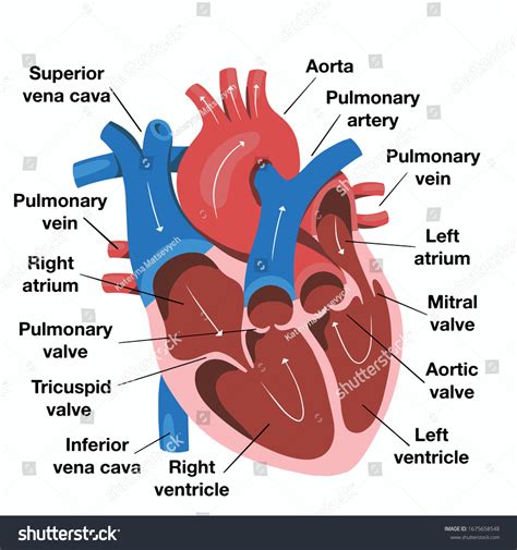 Realistic Heart Diagram Diagram Of A Human Heart.