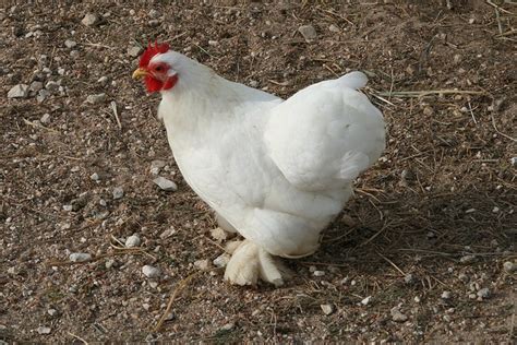 Smooth white bantam Cochin Chicken | Cochin chickens, Homestead ...