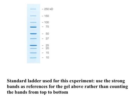 can anyone tell me how to read the sds page gel | Chegg.com