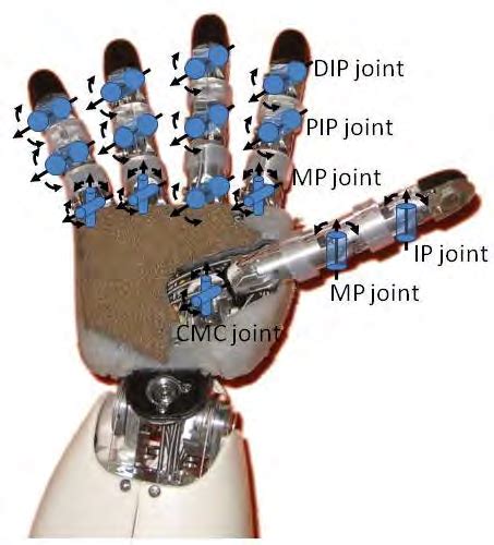 19: Left: a sketch of the human hand with its joints; joints name for ...