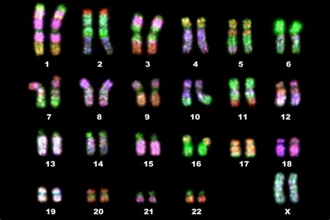 What Are Homologous Chromosomes and What Do They Do? | Chromosome ...