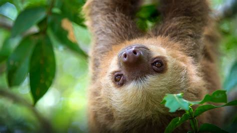 Two-toed Sloth | San Diego Zoo Animals & Plants