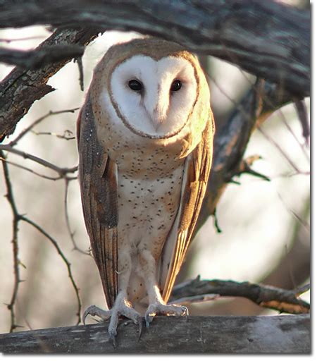 Barn Owl « Oklahoma City Audubon Society