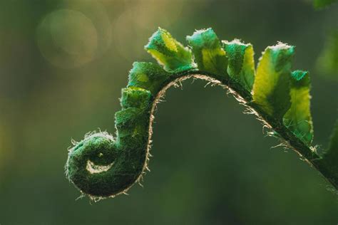 Spiral of a young fern 1227547 Stock Photo at Vecteezy