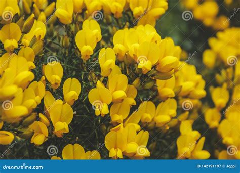 Common Gorse Ulex Europaeus in New Zealand Stock Image - Image of ...