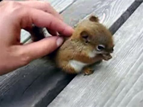 Cute Baby Red Squirrels