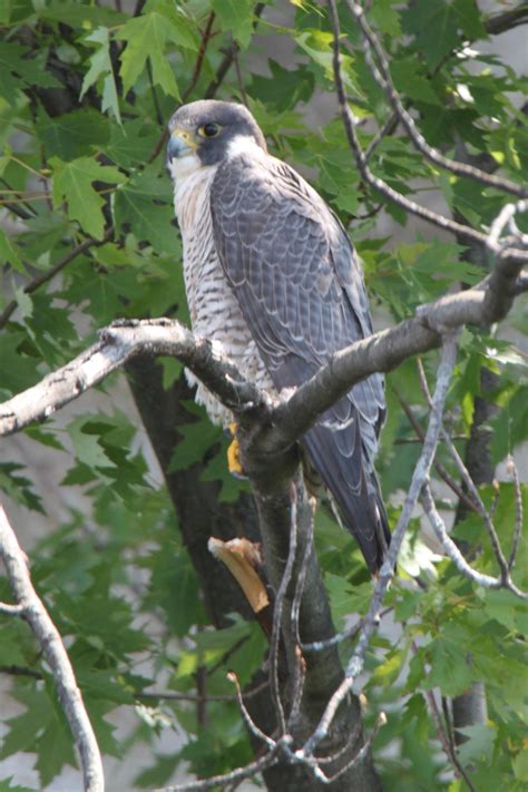 Peregrine falcon | The Raptor Center