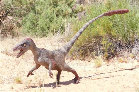 What Is A Raptor (Dinosaur)? - FossilEra.com