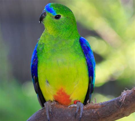 Orange-bellied Parrot - Moonlit Sanctuary