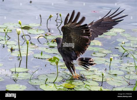 Flying Common Black Hawk hunting in the water - Buteogallus anthracinus ...