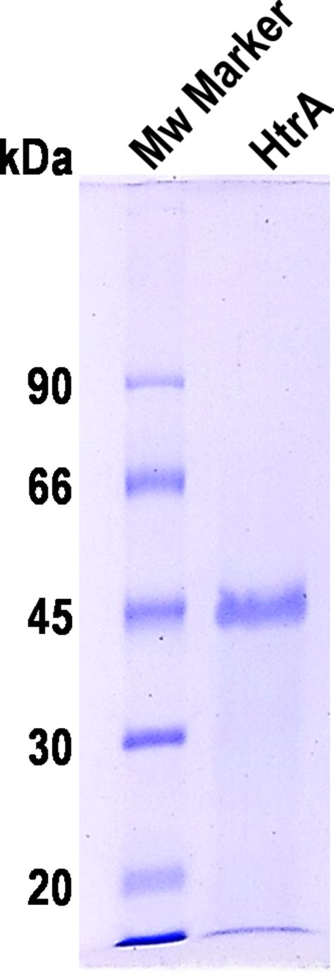 SDS-PAGE gel analysis of size-exclusion chromatography purified ...