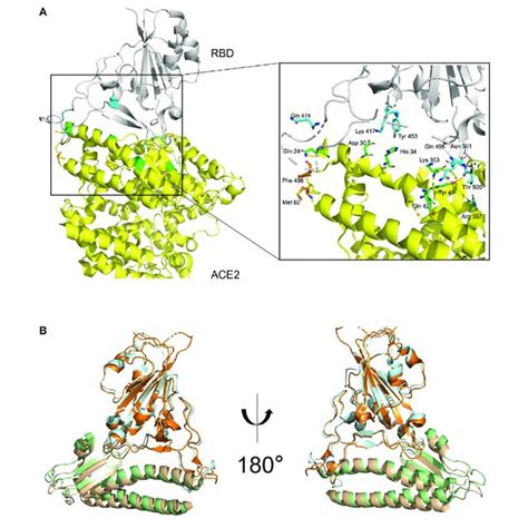 | S protein and ACE2 receptor interaction. (A). The complex structure ...