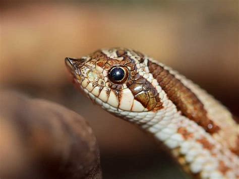 Do Hognose Snakes Make Good Pets? (With Pics) | Blue Dragon Pets