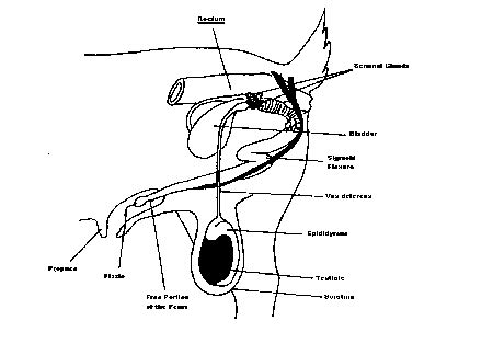 Goat Anatomy Diagram