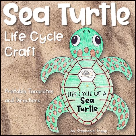 Sea Turtle Life Cycle Activity