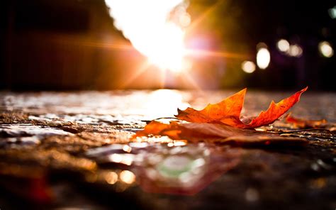 leaves, Photography, Macro, Fall, Sunset Wallpapers HD / Desktop and ...